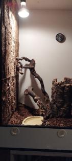 Terrarium mit Kornnatter