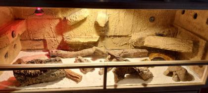 Großes Terrarium incl Leopardgecko