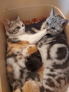 Zauberhafter kleiner BKH Kater mit Ahnentafel, geimpft, entwurmt, gechipt, kastriert, aus HCM