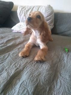 Welpe Cocker Spaniel
