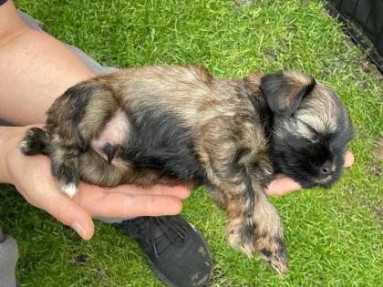 Bildhübsche Tibet Terrier
