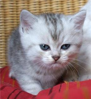BKH-Bube in silver-tabby