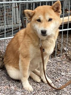 Suzume ist eine liebe, etwas schüchterne kleine Hundedame