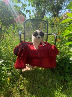 Australian shepherd welpen