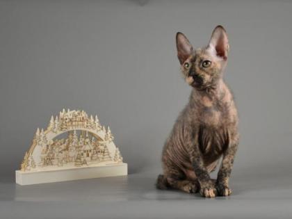 Sphynx Don Kitten mit 2G - Abgabebereit Reinrassige mit Tasthaare