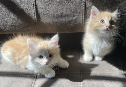 Kitten-Norwegische Waldkater Kitten