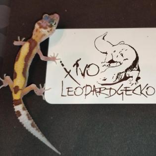 Leopardgecko Babys