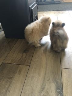 Pomerania/Zwergspitz