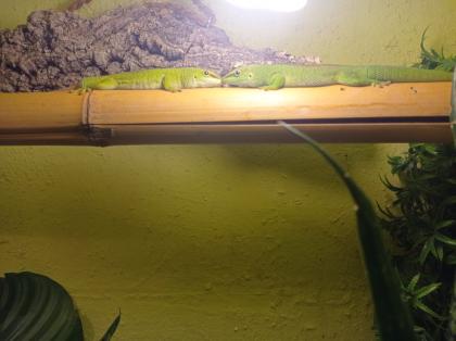 Madagaskar Taggeckos mit Terrarium