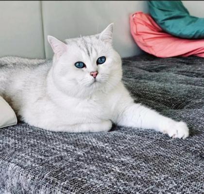 Deckkater BKH mit Stammbaum