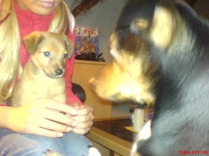 SuPer süßEr sCHoRty ZwErgpinScHeR MIx