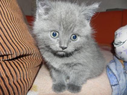 BKH Britisch Kurzhaar Kitten in blau Wuppertal