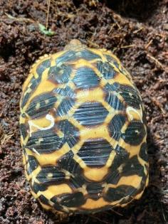 Südindische Sternschildkröten Jungtiere geboren 06/2023 mit Papieren