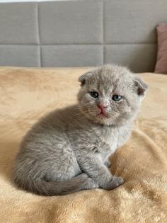 Wunderschöne BKH Kitten
