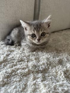 4 BKH Kitten aus einem Wurf