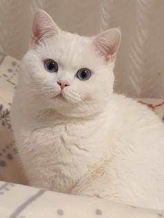 Deckkater BKH weiß mit blauen Augen Kein Verkauf