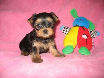 Bildschöne Yorkie Welpen