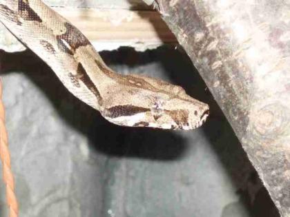 1. 2 Boa COnstrictor Imperator zu vergeben