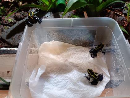Dendrobates tinctorius nominat 0. 3