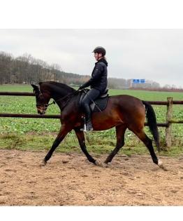 Biete Reitbeteiligung auf Sportpferd Pferd sucht Reiter