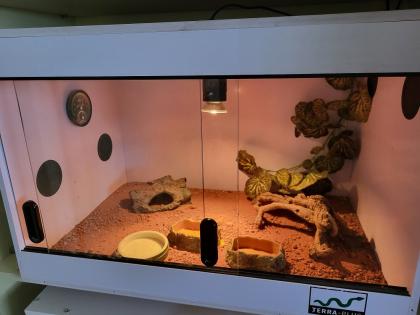 Zwergbartagamen Adult Pogona Henrylawsoni Pärchen mit Terrarium