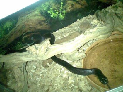 Schwarze 3 jährige Kornnatter mit Terrarium zu Verkaufen
