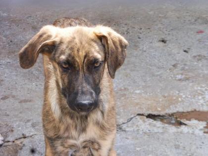 Trust - Charmeur mit Blick zum Dahinschmelzen sucht eine Familie