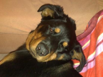 Rotweilerschäferhund mix