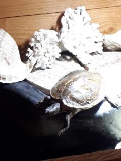 2 Höckerschildkröten zu verkaufen
