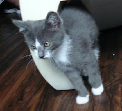 Kleiner grau-weisser Kater sucht liebevolles zu Hause