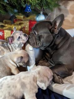 Französische Bulldogge Welpen mit Ahnentafel