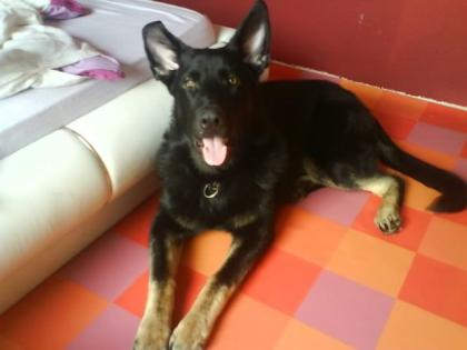 Gehorsamer schw/br. Deutscher Schäferhund 7 Monate