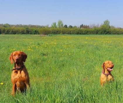 Magyar Vizsla Welpen
