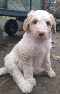 Goldendoodle Fb1 Welpe Rüde Apricot Parti Harlekin wie Labradoodle