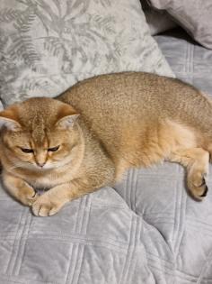 BKH DECKKATER PASCHA