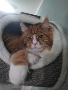 Deckkater Main Coon