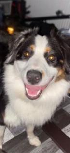 Australian Shepherd 1, 5 Jahre alt