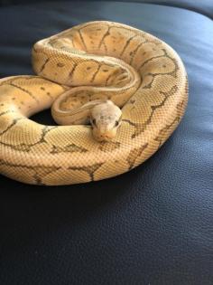 4 königspythons mit Terrarium zu verkaufen