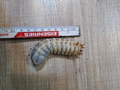 Mecynorrhina polyphemus confluens Larven L3