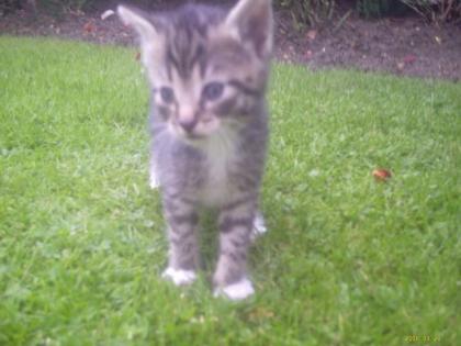 5 super süße Katzenbabys