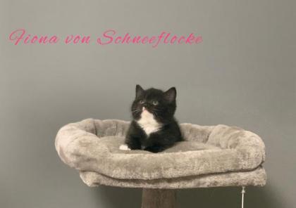 Wunderschöne BKH Kitten suchen liebevolles Zuhause