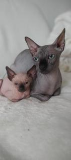 Canadian sphynx kitten