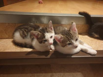 Katzen Kinder Kitten