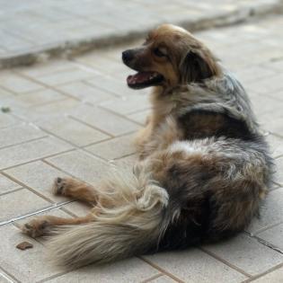 Nikki / Status sucht ein Zuhause