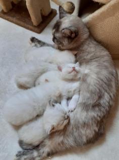 Selkirk Rex Kitten