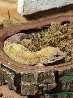 O. 2 Leopardgecko adult