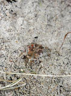 Knoblauchkröte pelobates fuscus