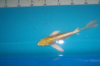 Butterfly Koi, Koi Angebote in High Quality vom Koi-Center Schafflund