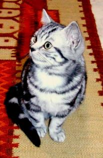 Reinrassige Britisch Kurzhaar Katzenbabys Babykatzen vom Züchter BKH.