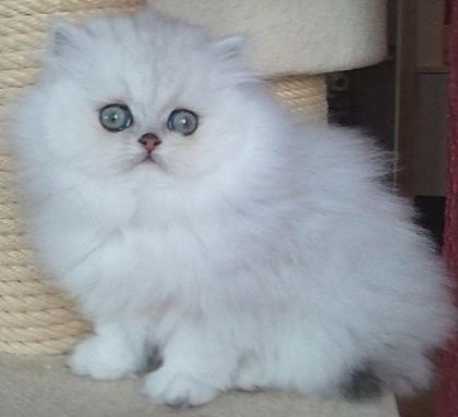 Perserkatze Perserbaby